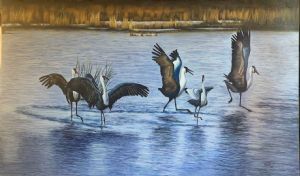 "Wattled Crane Dance"