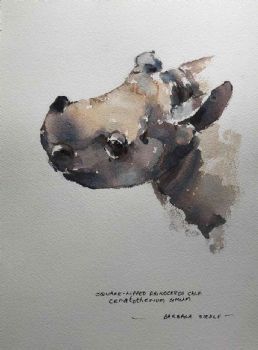 "Square Lipped Rhinoceros"