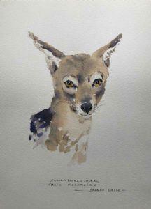 "Black Backed Jackal"