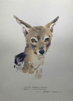 "Black Backed Jackal"