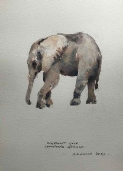 "Elephant Calf"