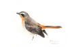 "Cape Robin Chat 7 RESERVED"