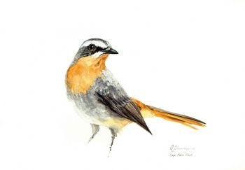 "Cape Robin Chat 5"