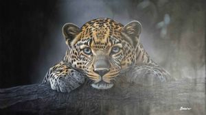 "Young Leopard"