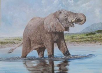 "Elephant in Water"