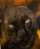 "Pardus "