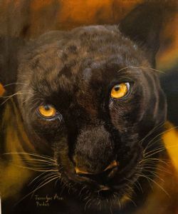 "Pardus "