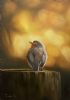 "Little Robin"