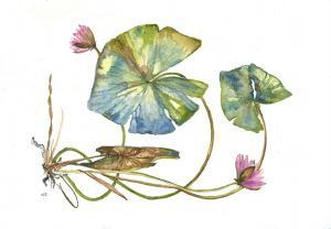 "Pressedwaterlily"