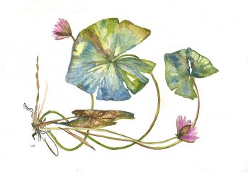 "Pressedwaterlily"