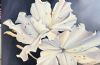 "White Elegance"