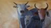 "Arrogant African Cows"