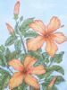 "Hibiscus"