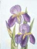 "Purple Iris"