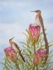 "Sugarbirds"