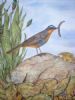 "The Cape Robin"