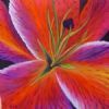 "Flame Lily"