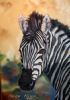 "Zebra Portrait 3"