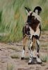 "Wild Dog"