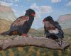 "African Bateleur Eagles"