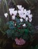 "Cyclamen Lilies"