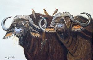 "Buffaloe Bulls"