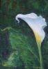 "Arum Lily"