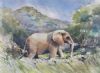 "Elephant in Umfolozi"