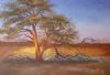 "Kahalari Sunset Tree"