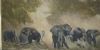 "Elephants in the Dust - Kenya"