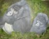 "Rwanda Mountain Gorillas"