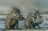 "Warthogs, Bathing in mud pool"