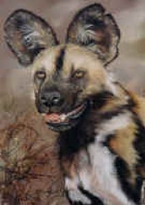 "Wild Dog 1"