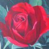 "Red Rose study1"