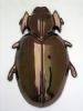 "Trox Horridus Beetle"