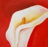 "Arum Lily"
