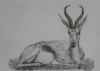 "Springbok Ram"