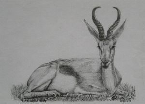 "Springbok Ram"