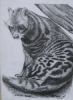 "African Civet"