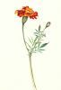 Marigold