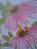 "Echinacea"