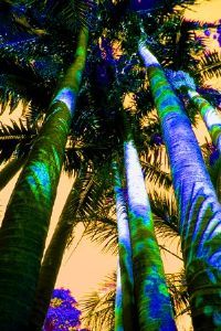 "Crazy Palms"