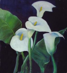 "Arum Lilies"