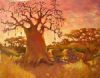 "Imbondeiro ( baobab tree)"