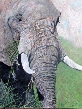 "Murchison Elephant"