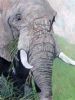 "Murchison Elephant"
