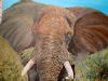 "Okavongo Elephant"