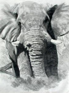 "Bull charging"