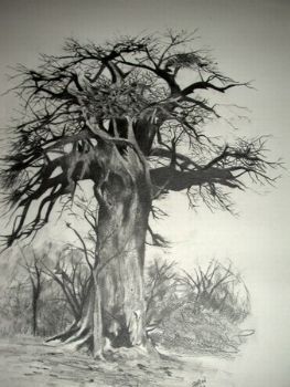 "Botswana Baobab"