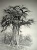 "Botswana Baobab"